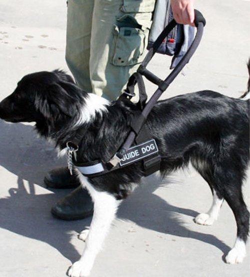 Guide Dog Assistance Service, Assistance Dogs UK : Dog ...