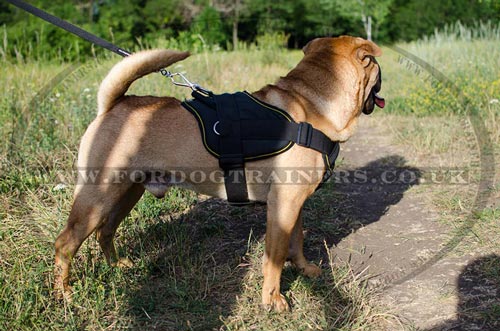 Shar Pei Harness