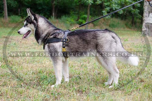 siberian husky dog harness