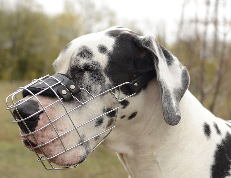 muzzle for great dane