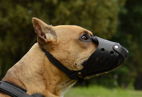 Which Dogs Need to be Muzzled in UK : Dog muzzle, dog harness, dog ...