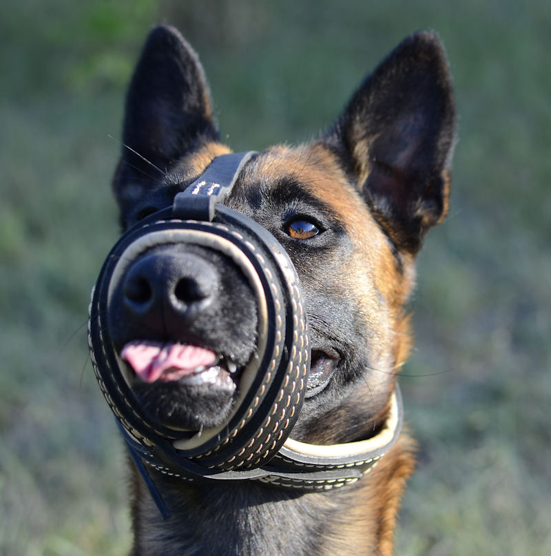 leather puppy muzzle pattern