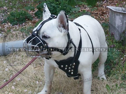 basket muzzle for french bulldog