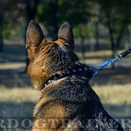 Studded Dog Collar with Pyramids for German Shepherd