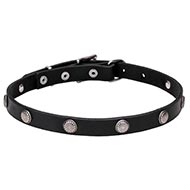 Ethnic Dog Collars Designs with Silver-Like Studs