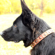 Smart German Shepherd Leather Collars Nicely Studded