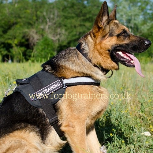 German Shepherd Dog Breed Accessories and Gear