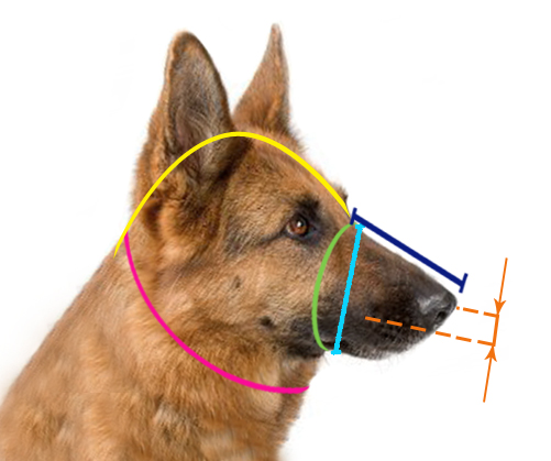 choose-german-shepherd-muzzle-size-k9-muzzle-with-bite-bar-54-90