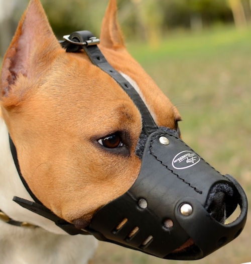 best muzzle for staffy