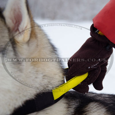 Strong Nylon Husky Dog Collar with Handle