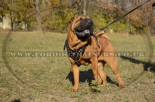 The Best Harness for a Shar Pei Royal Look