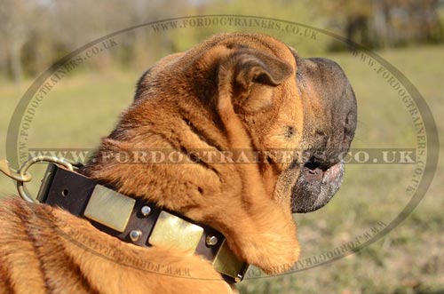 Decorated Leather Dog Collar for Shar Pei Online