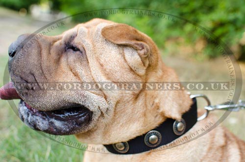 Vintage Dog Collar with Medals for Sharpei