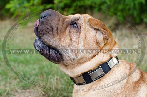 Strong Leather Dog Collar for Shar Pei Dogs Walking