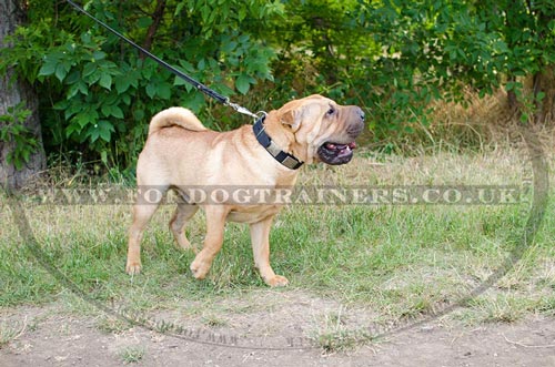 Elegant Nickel Plated Dog Leather Collar for Shar Pei Dogs