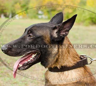 Leather Dog Collar for Malinois | Belgian Shepherd Collar 1.2"