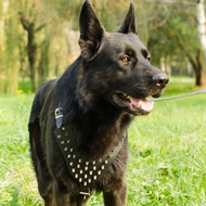 German Shepherd Dog Harness with Glossy Brave Spikes