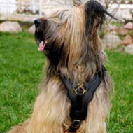 Luxury Dog Harness for Briard | Handmade Dog Harness