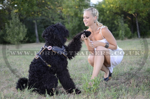 Luxury Leather Dog Harness on Black Russian Terrier