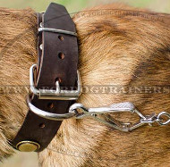 New Dog Collars for Belgian Malinois | Belgian Malinois Collars