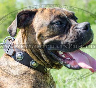 Boxer Dog Collars Handmade By Professionals, with Silver Medals