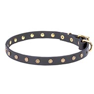 Precious Dog Collar Design with Stellar Studs of Brass