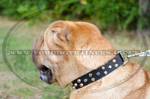 Leather Dog Collar for Shar Pei for Sale