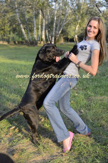 adult dog rehoming and training