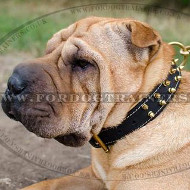 Royal Padded Dog Collar for Shar Pei with Spikes