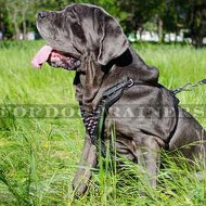 Spiked Dog Harness for Neapolitan Mastiff for Sale | Dog Harness