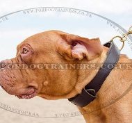 Extremely Strong Dog Collar of 2 Ply Leather for French Mastiff